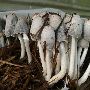 Unknown Species