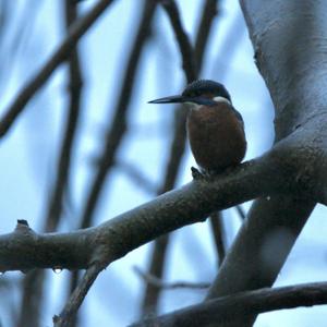 Eisvogel