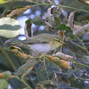 Willow Warbler
