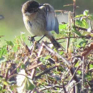 European stonechat