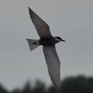 Whiskered Tern