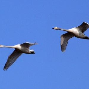 Whooper Swan