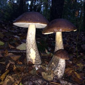 Scaber Stalk, Common