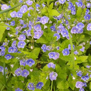 Germander Speedwell