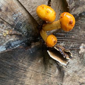 Goldfell-Schüppling