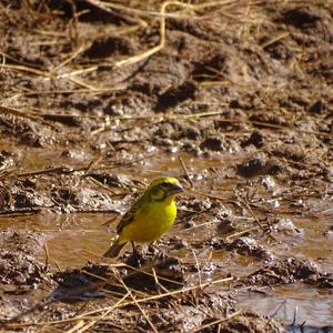 Yellow Canary
