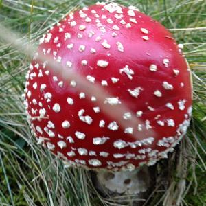 Fly Agaric