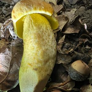 Unknown Species
