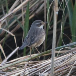 Bluethroat
