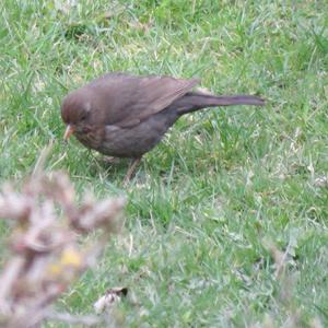 Eurasian Blackbird
