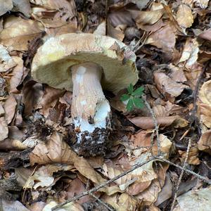 Summer Bolete