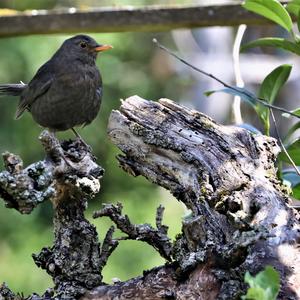 Amsel