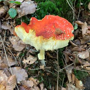 Fly Agaric