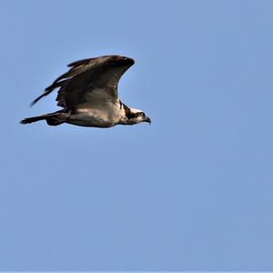 Osprey