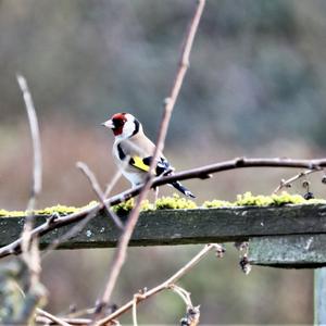European Goldfinch