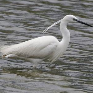 Little Egret