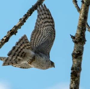 Eurasian Sparrowhawk