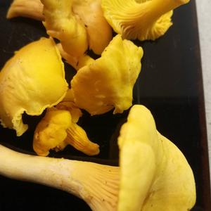 Chanterelle, Common