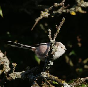 Schwanzmeise