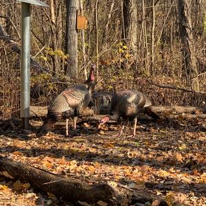 Wild Turkey