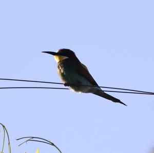 European Bee-eater