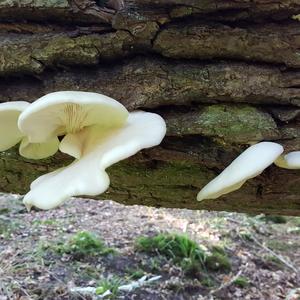 Oyster Mushroom