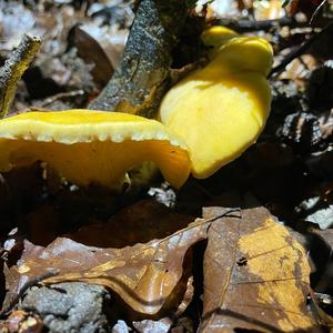 Chanterelle, Common