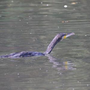 Kormoran