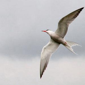 Common Tern