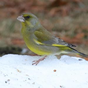European Greenfinch