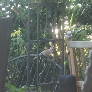 Eurasian Collared-dove
