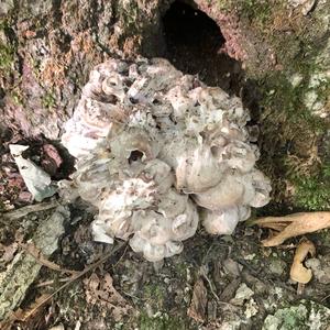 Hen-of-the-Woods