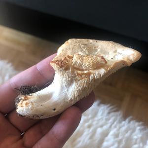 Semmelstoppelpilz
