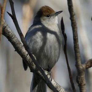 Blackcap