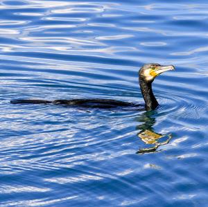 Kormoran