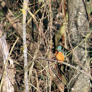 Eisvogel