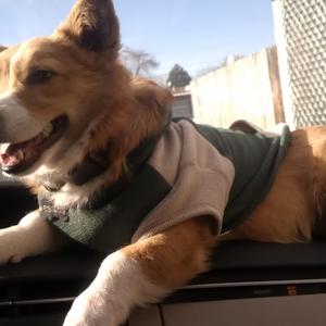 Welsh Corgi (Pembroke)