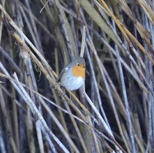 European Robin