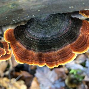 Turkey-tail