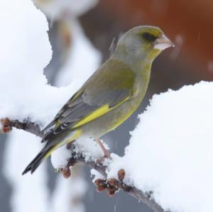 European Greenfinch