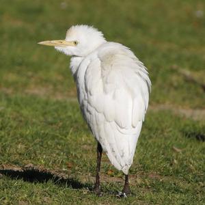 Cattle Egret
