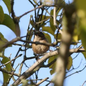 Winter Wren