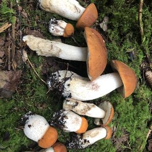 Unknown Species