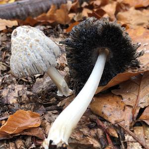 Shaggy Mane