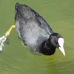 Bläßhuhn