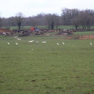 Silberreiher