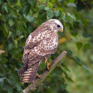 Mäusebussard
