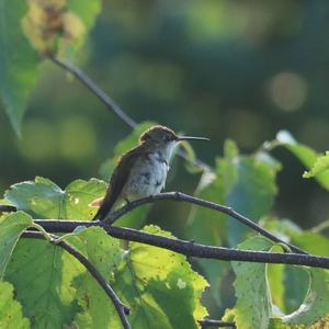 Rubinkolibri