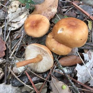 Oak-loving Collybia