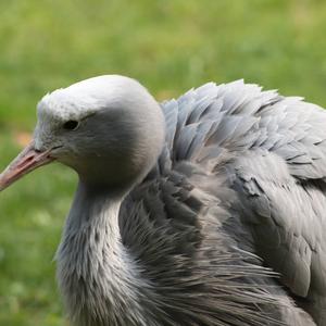 Blue Crane